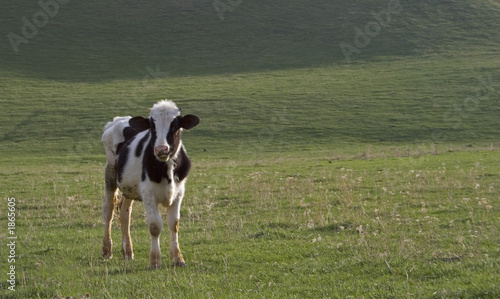 mountan cow