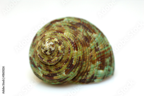 green shell
