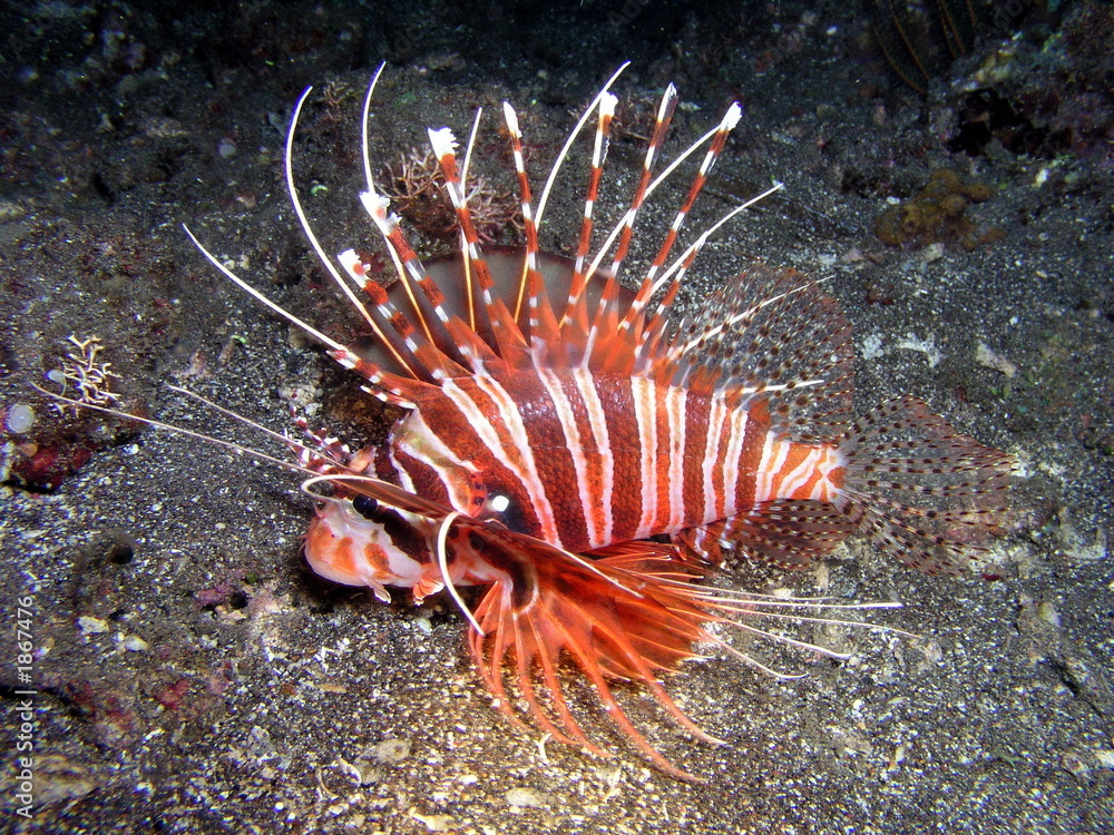 rotfeuerfisch rotfeuerfisch