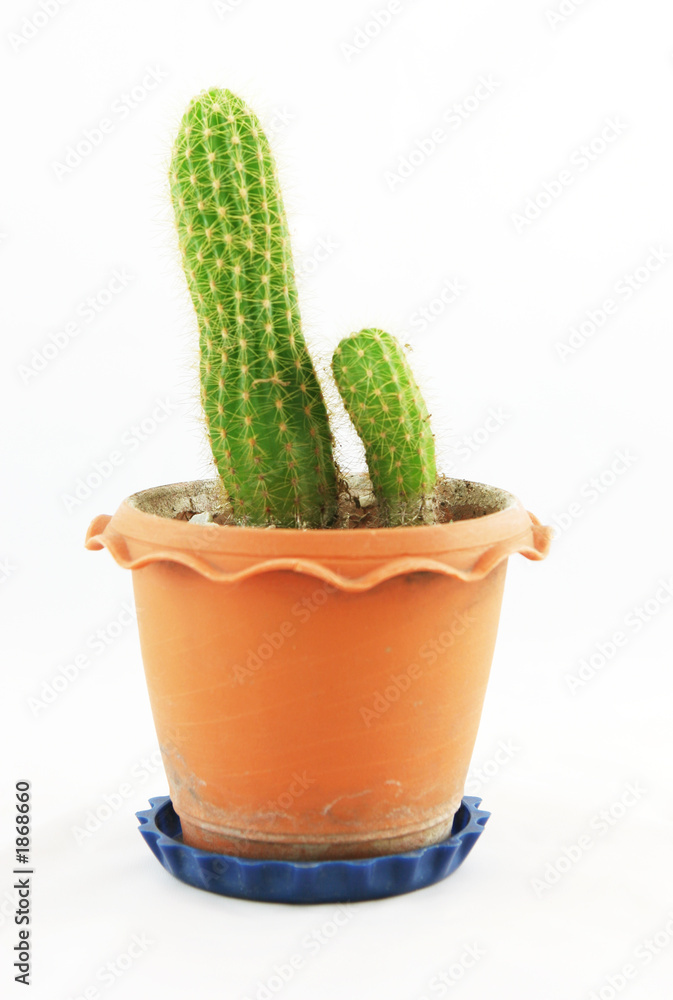 green cactus green cactus