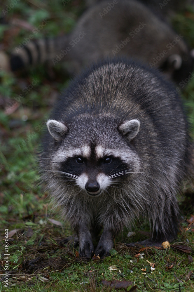 raccoon raccoon