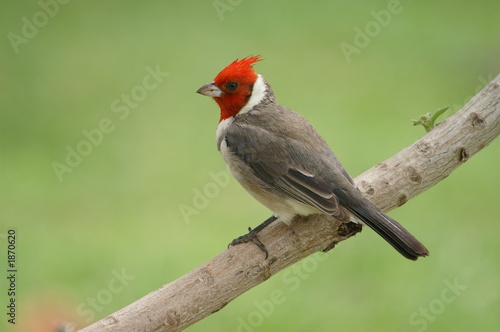 red-crested cardinal photo