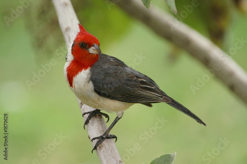 red-crested cardinal photo