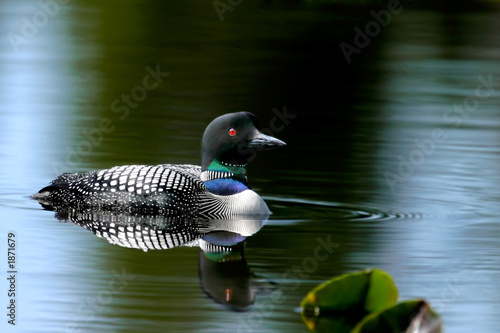 common loon