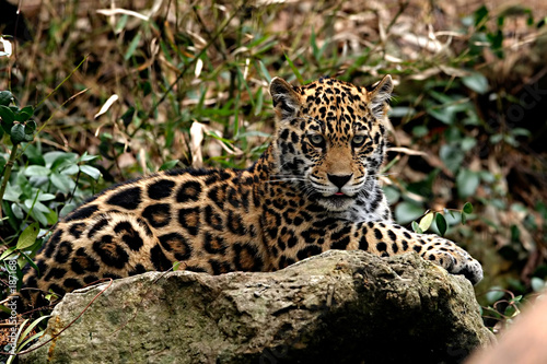 baby jaguar