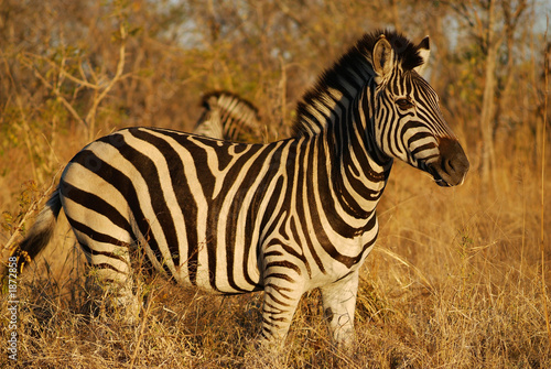 zebra in sunlight