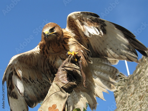Cuadro en lienzo ein brauner Falke landet auf der Hand eines Falkners