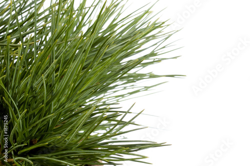 Fototapeta Naklejka Na Ścianę i Meble -  isolated pine branch