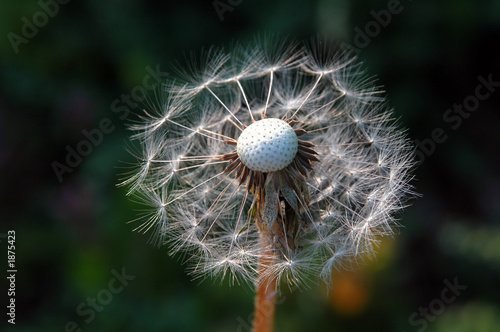 dandelion