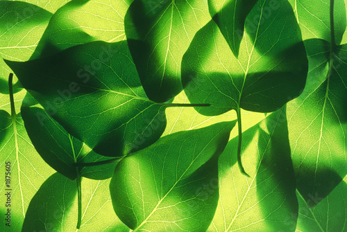 feuille fluo