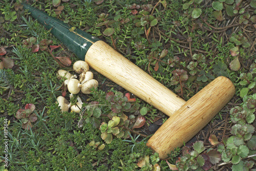 dibber and bulbs