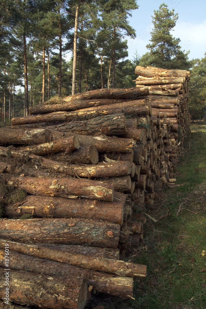 pine logs