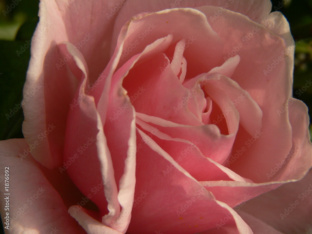 rose rose