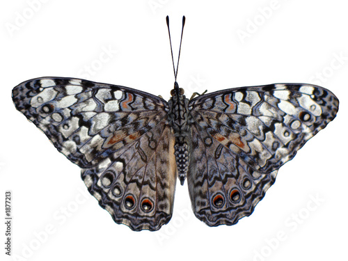 Schmetterling Hamadryas feronia mit graubraun marmorierten Flügeln auf weißem Hintergrund photo