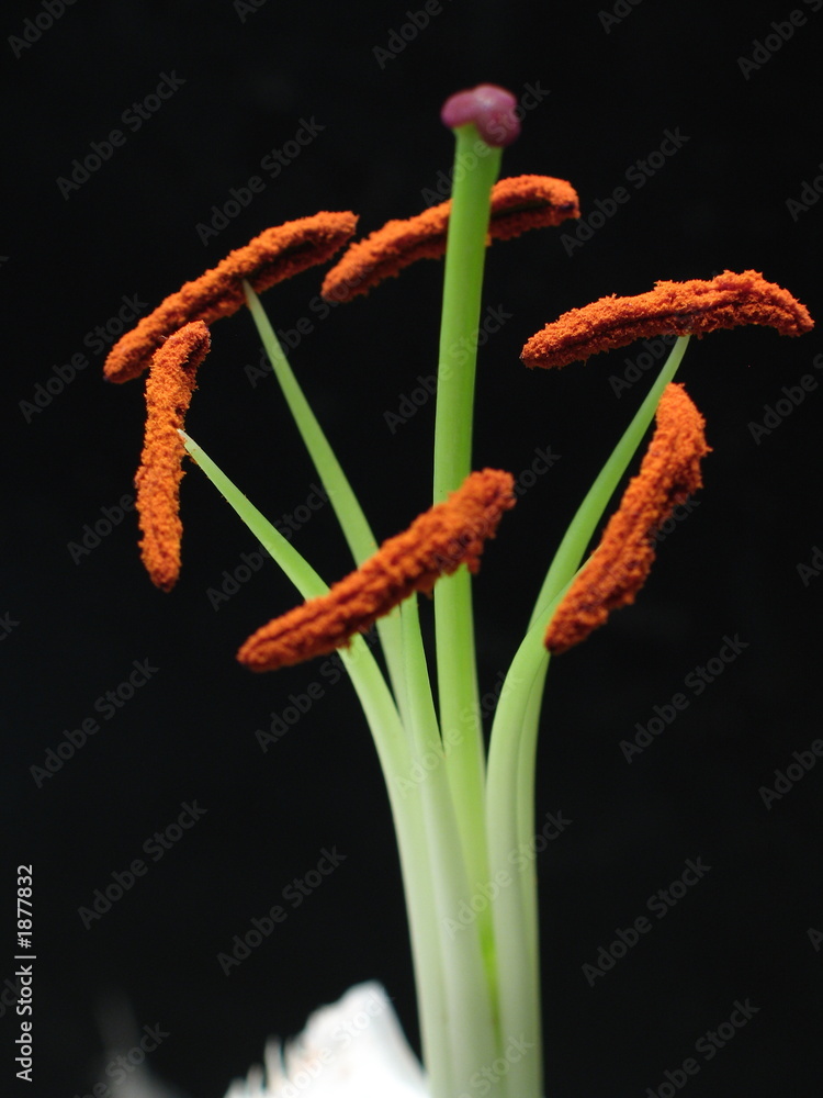 Nahaufnahme einer weißen Blume mit einer roten Narbe und Staubbeuteln und einem grünen Staubfaden freigestellt auf schwarzem Hintergrund