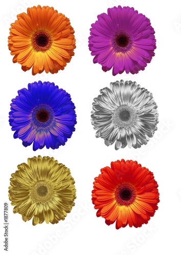 Sechs Gänseblümchen in verschiedenen Farben freigestellt auf weißem Hintergrund