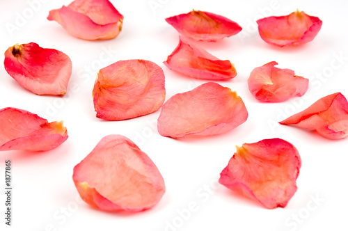 red rose petals