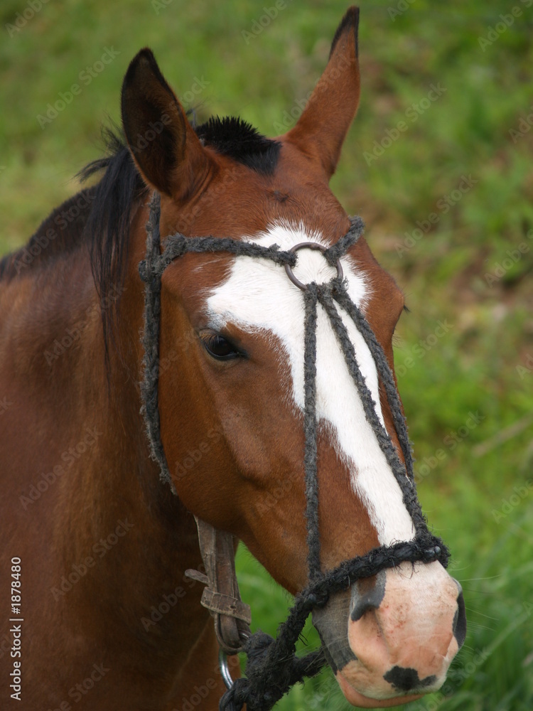 Retrato de Caballo en el campo. Vista de frente y de cerca