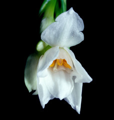 Papier peint photo Iris Iris blanc pur en gros plan  © Scott Bufkin