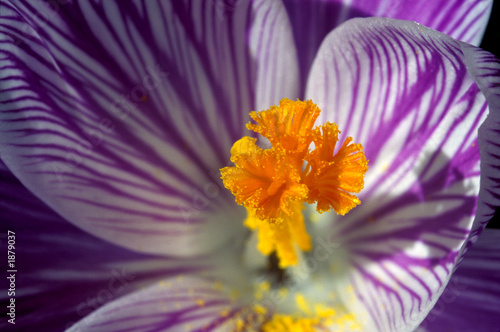 Fototapeta Naklejka Na Ścianę i Meble -  purple and white crocus flower 2