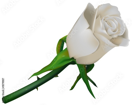 wedding rose white photo