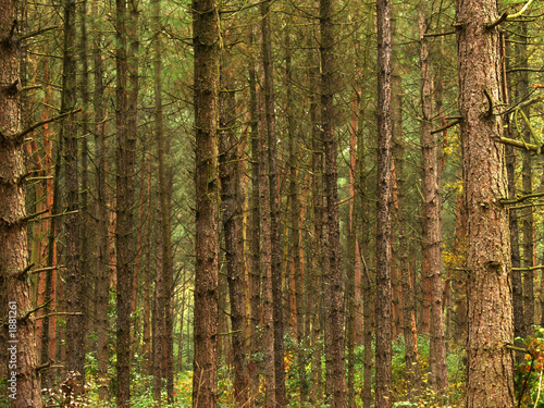 tree background