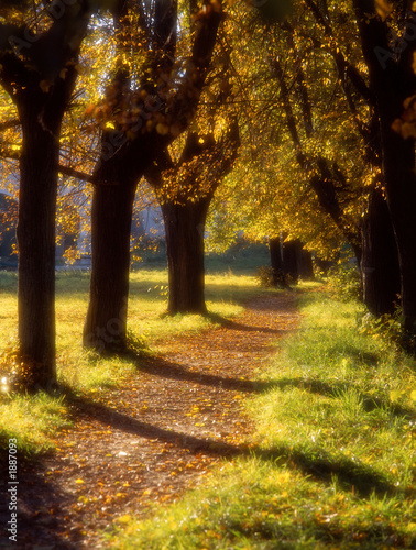 autumn avenue