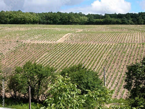 vignoble sancerrois photo
