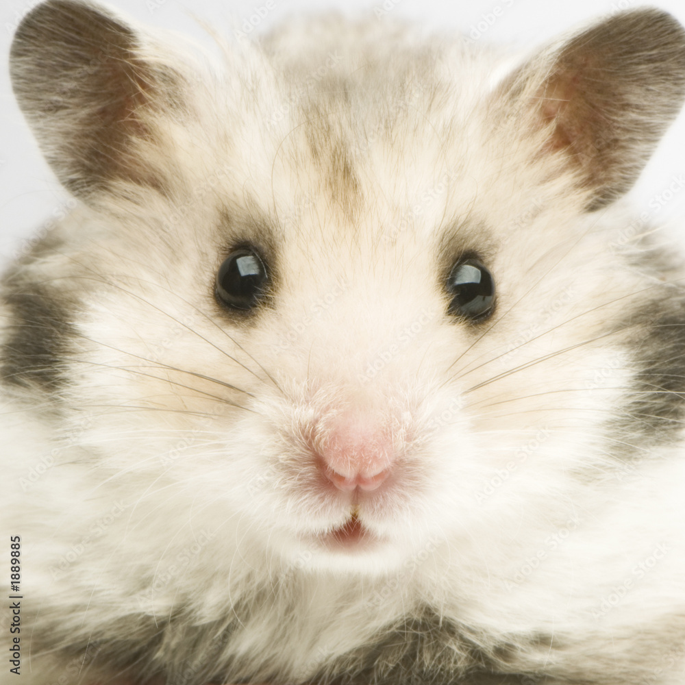 hamster hamster