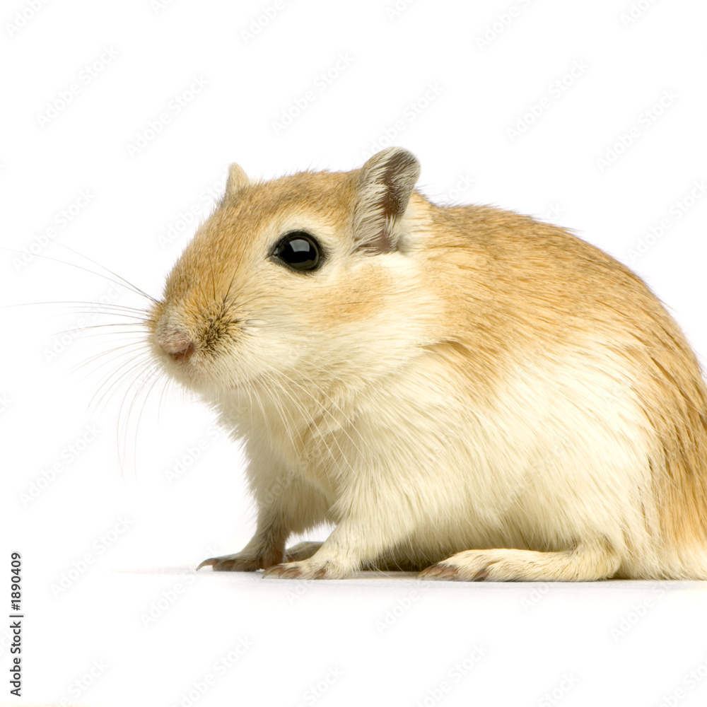 gerbille