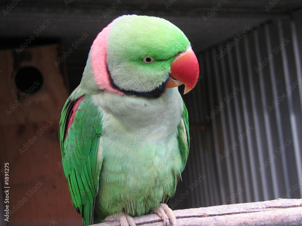 Naklejka premium green parrot