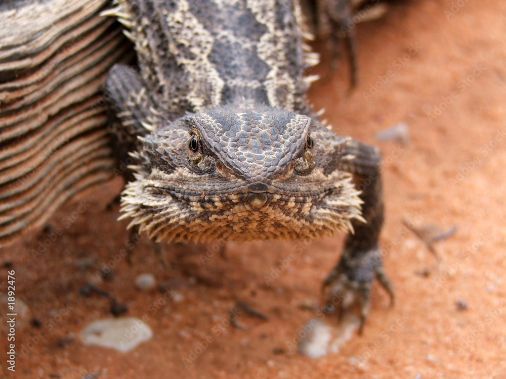 Obraz premium bearded dragon