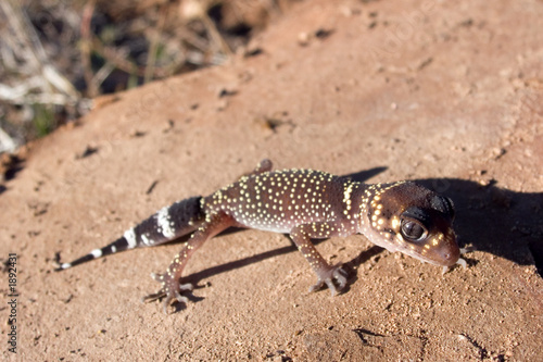 barking gecko photo