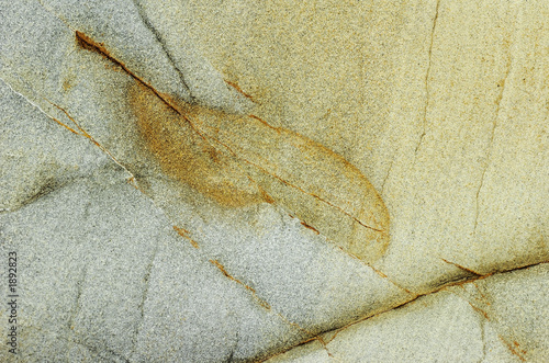 leaf on stone