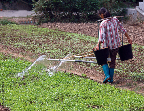 chinese farmer watering vegetables