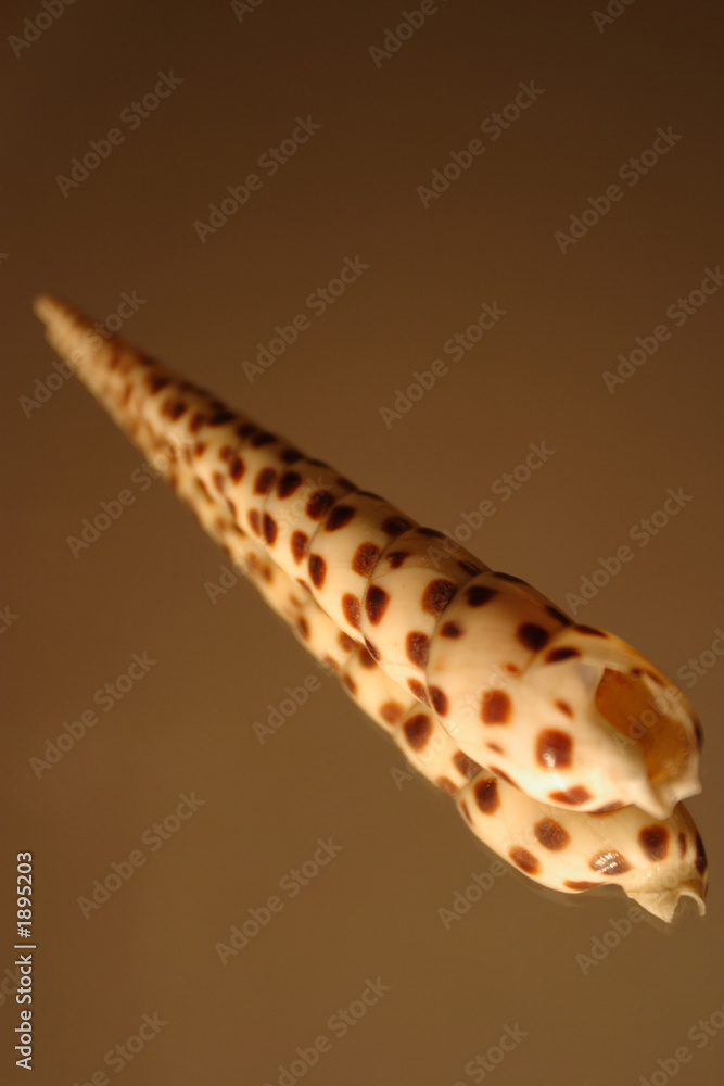 Obraz premium a spiral shell