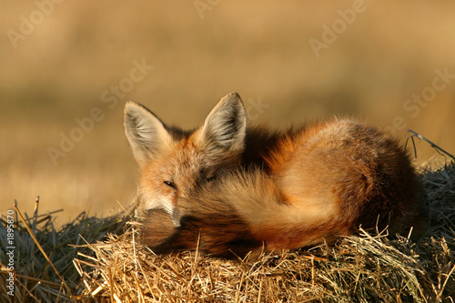 Photography lazy fox
