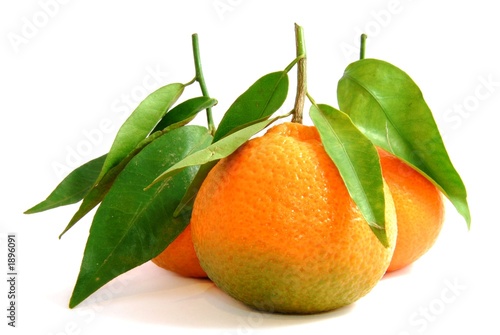 frische clementine