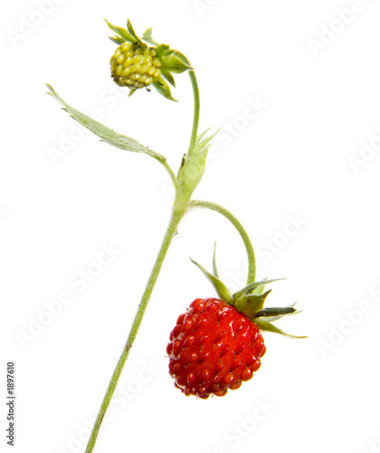 branch of wild wild strawberry