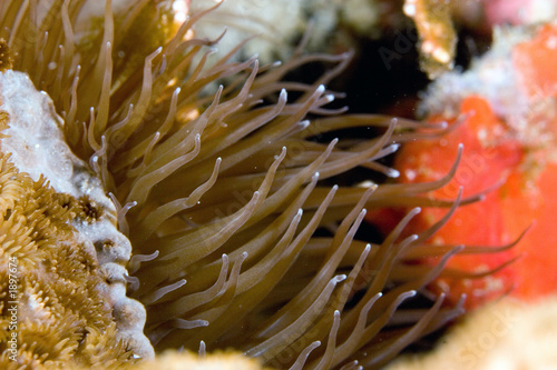 close look at an anemone photo