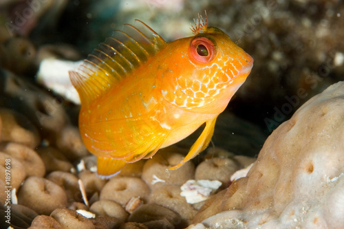 cute blenny photo