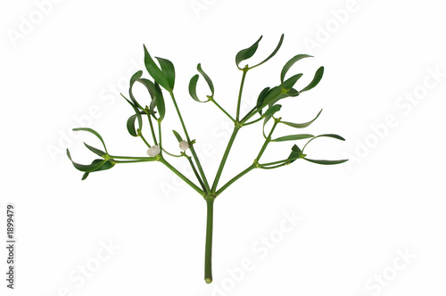 mistletoe branch with berries