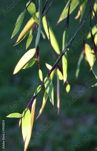 branches in morning sun photo