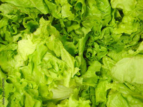 lettuce background