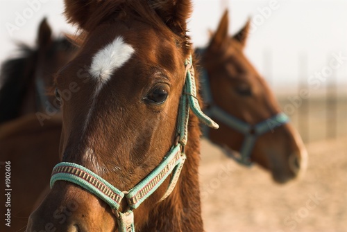 arabic horse face