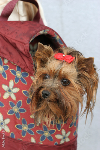 small dog in carrying bag