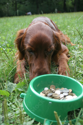 setter (dog) with money