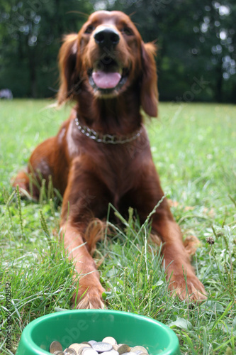 setter (dog) with money