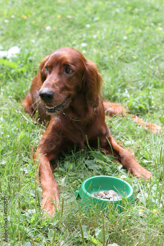 setter (dog) with money
