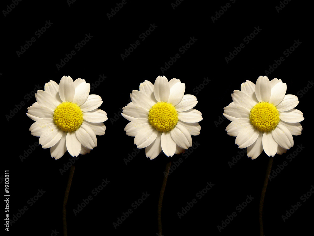 three daisies in line